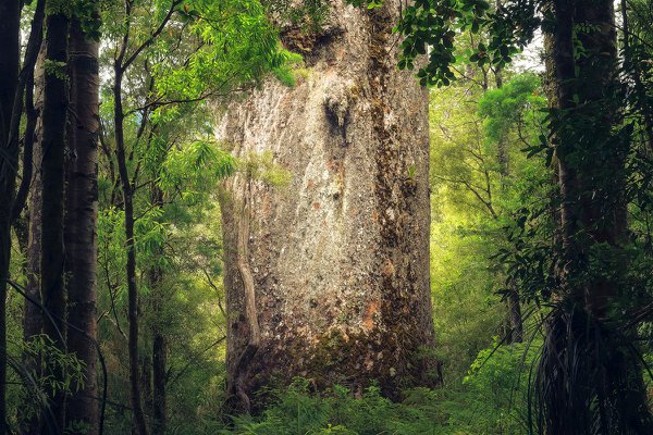 NI12 - The King - Northland.jpg